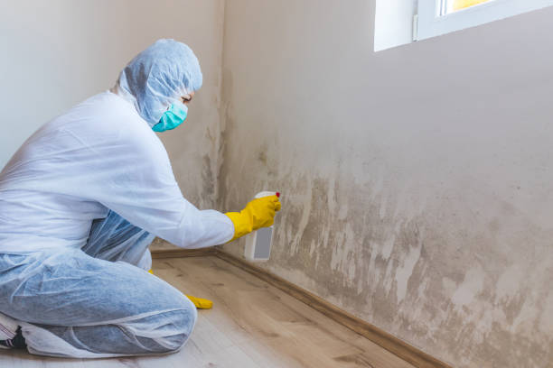 Licensed Mold Remediation service in North Carolina, NC - WQB Mold Removal